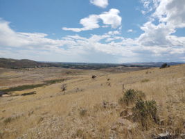 View South Along Western Property Boundary