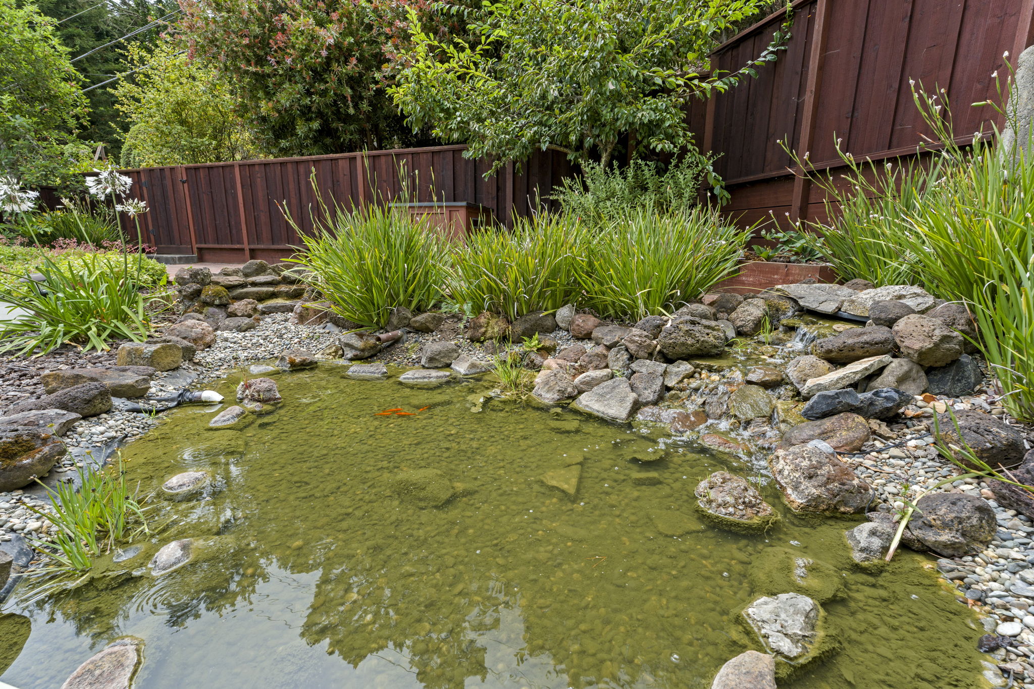 Pond with Koi