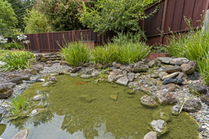 Pond with Koi