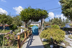 Looking back toward the blue gate, Japanese maple, hydrangea and a vine-covered arbor frame the winding garden walk.