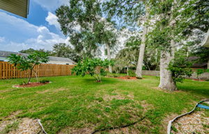 Backyard 5