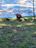  Photo 44