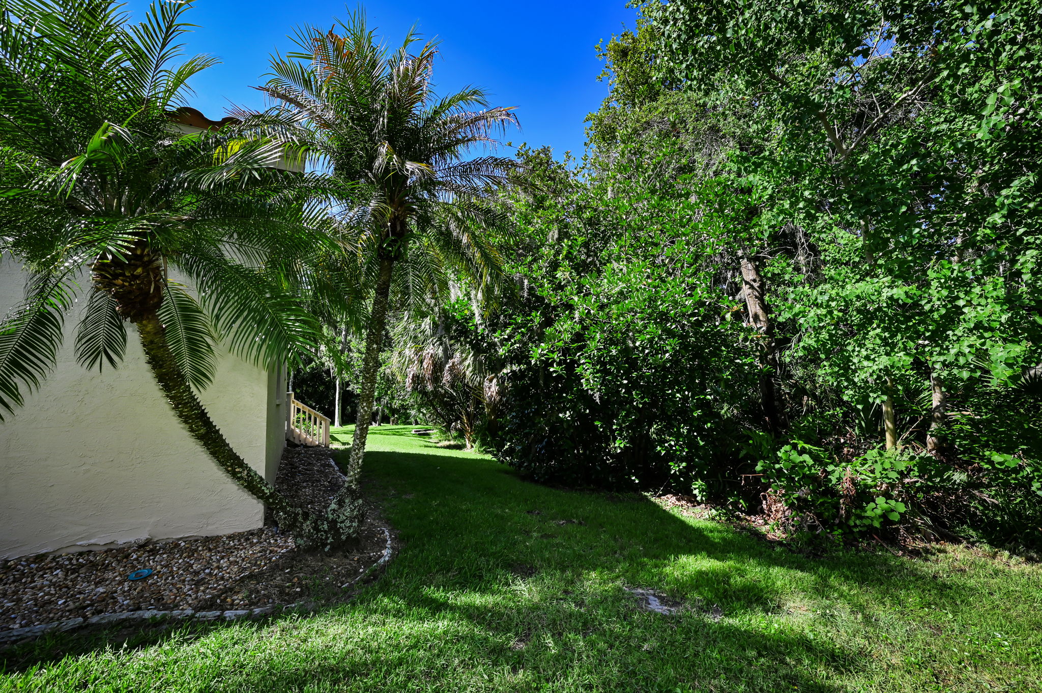 Backyard6