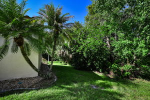 Backyard6