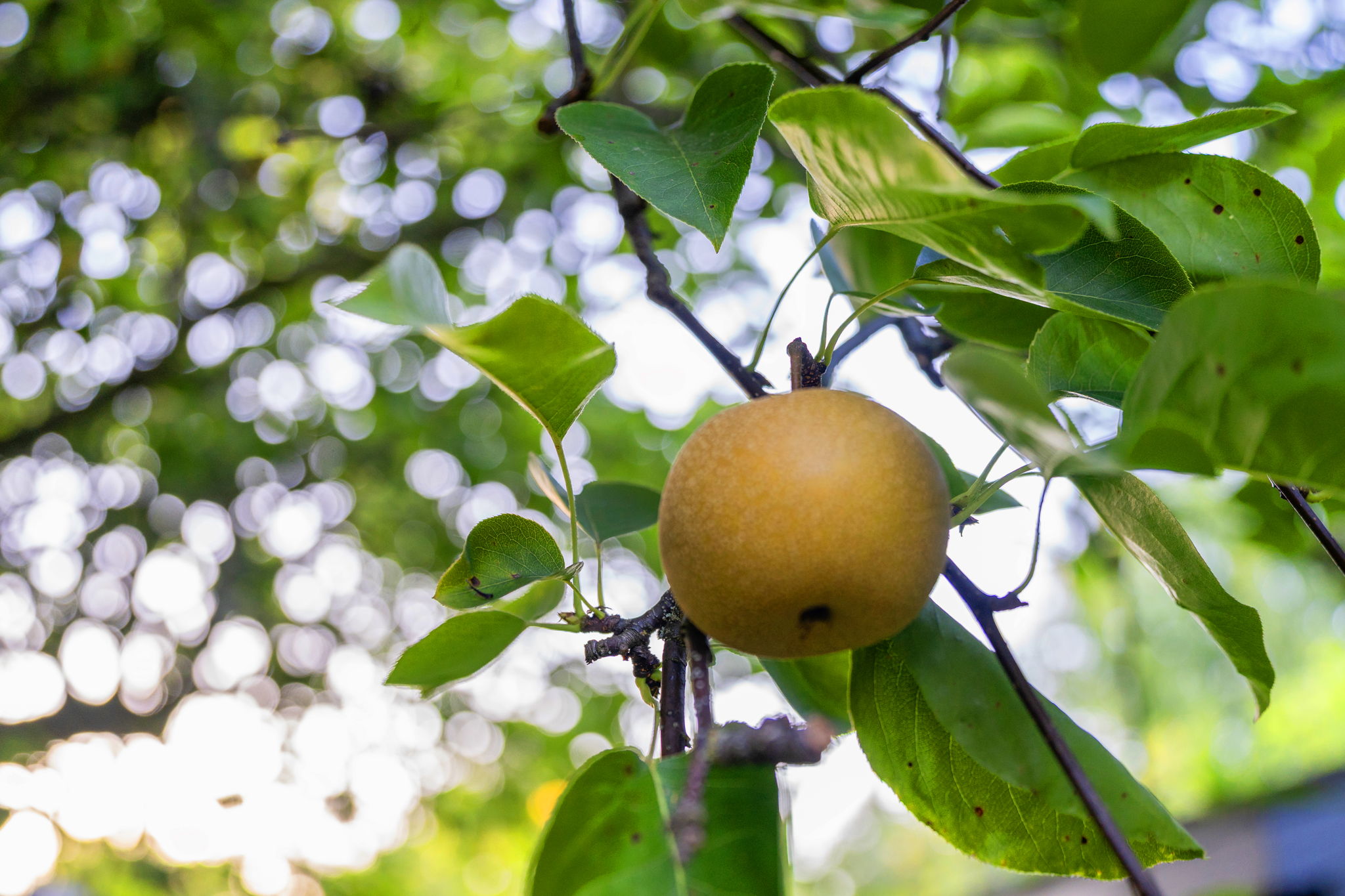 Asian Pear Tree