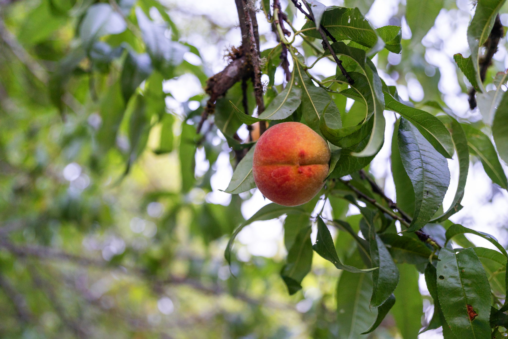 Mature fruit trees