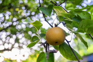 Asian Pear Tree