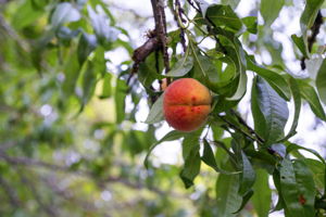 Mature fruit trees