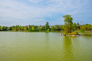  Photo 50
