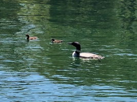 39 N Shore Rd, New Durham, NH 03855, USA Photo 75