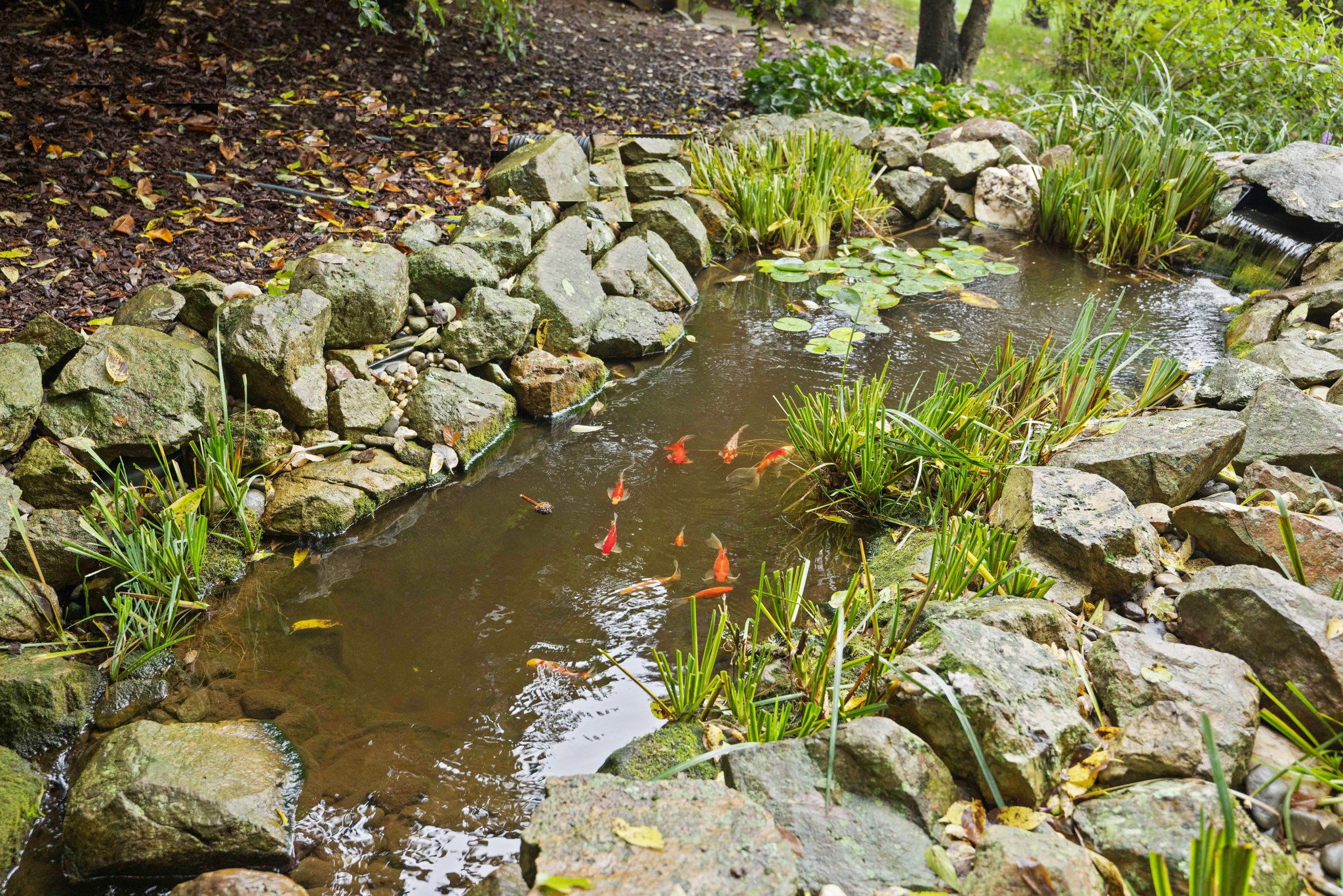 Koi pond