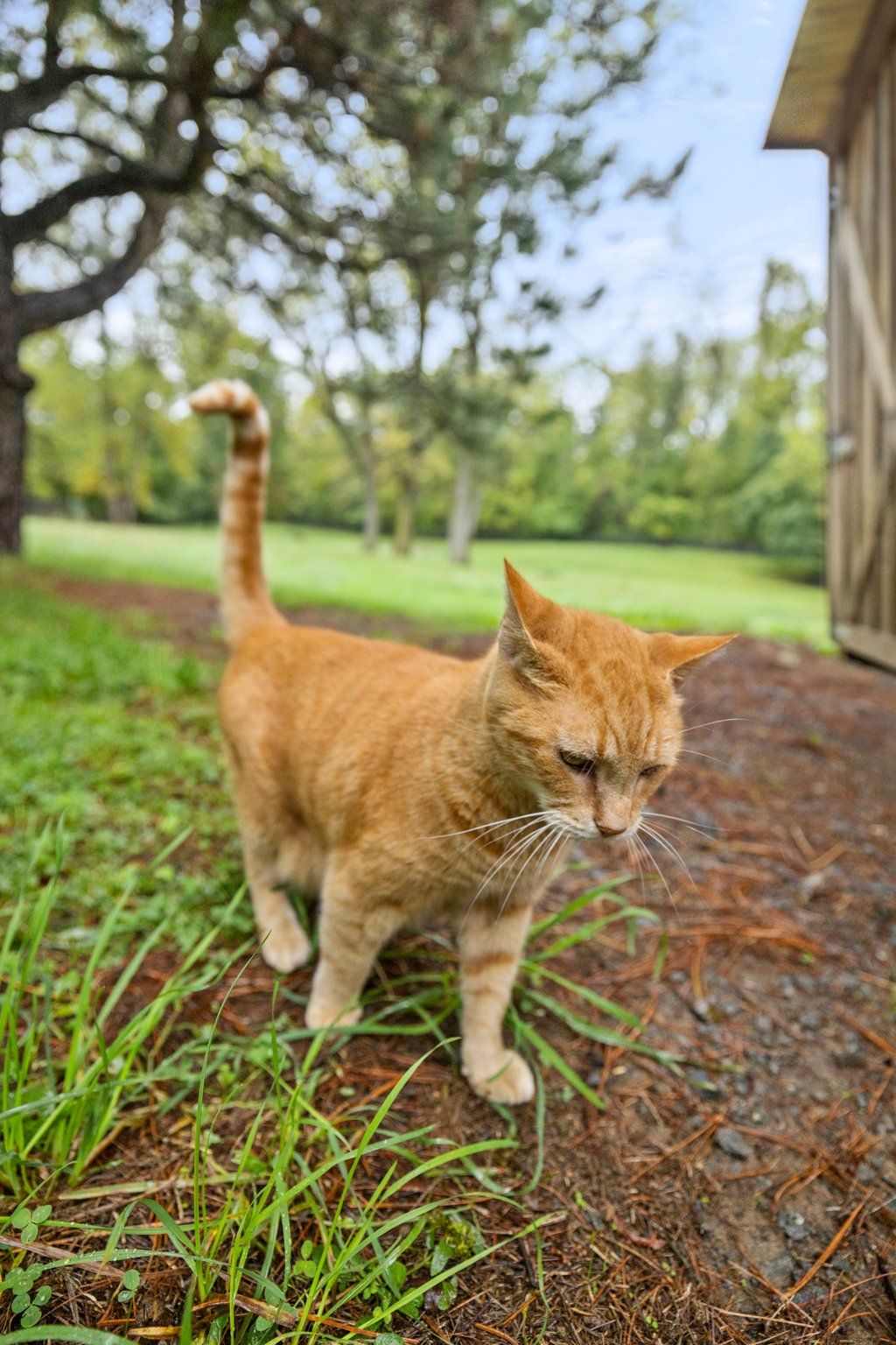 One of two fabulous barn kitties