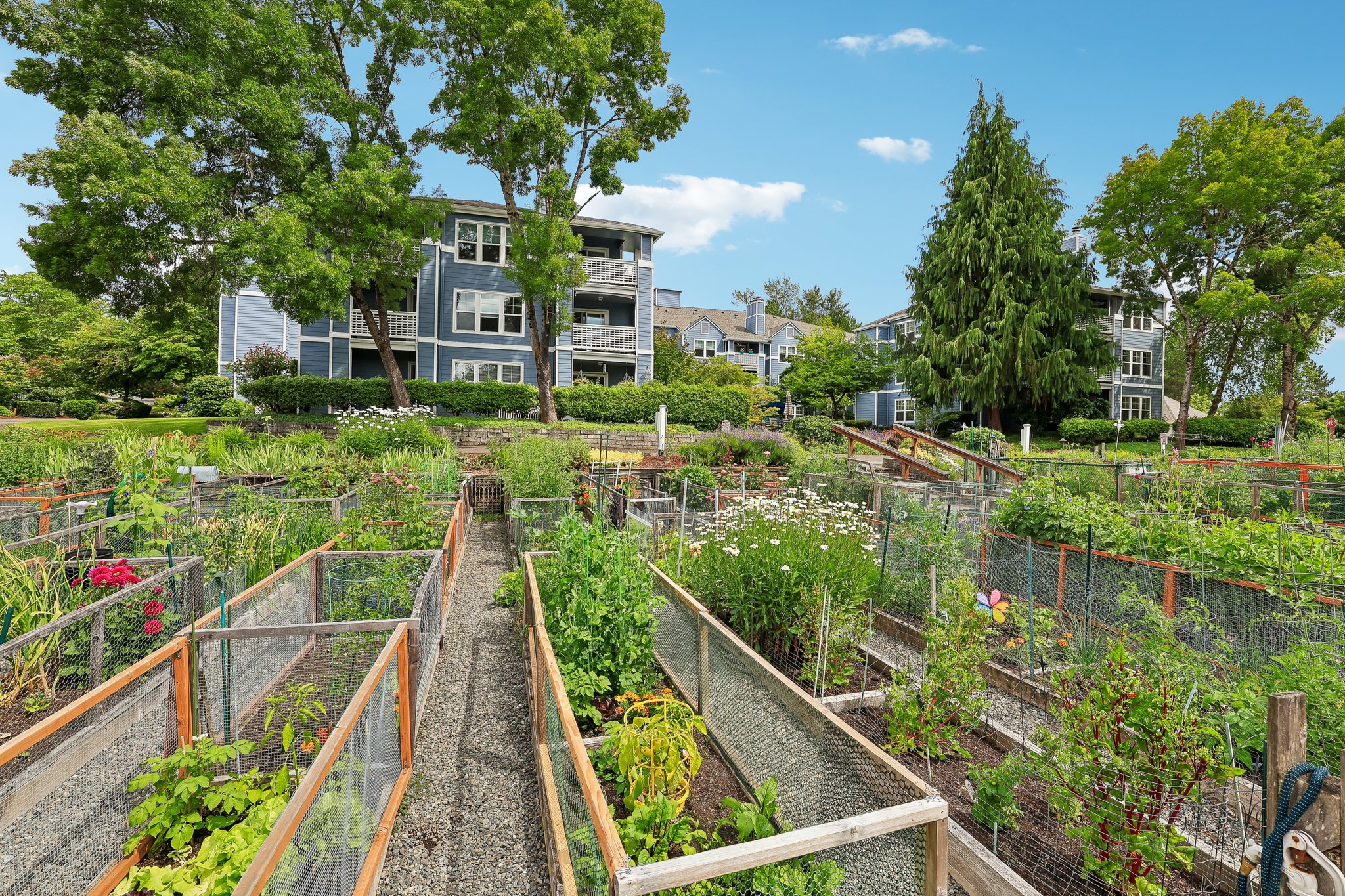 Community Garden - Pea Patch
