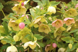 One of the many perennial surprises that will greet you early next spring.