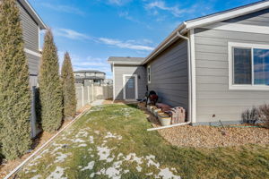 River Birch St-049