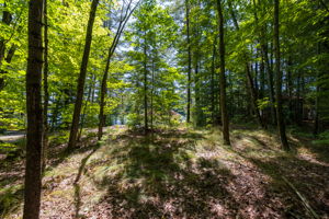  Photo 48