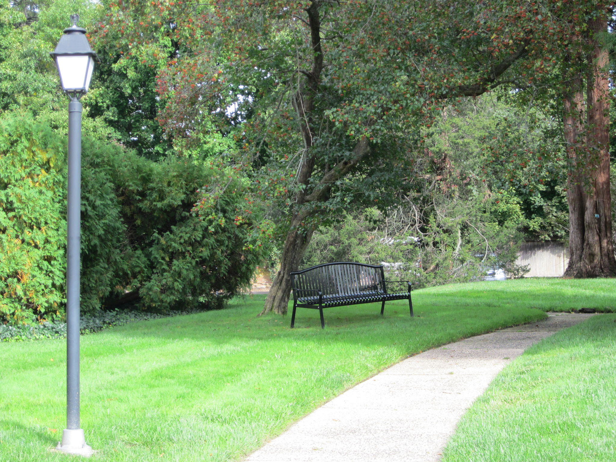 Putnam Hill grounds by Building #4. Japanese Umbrella Pine at far right