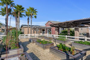 38-Harvest at Limoneira Garden Beds