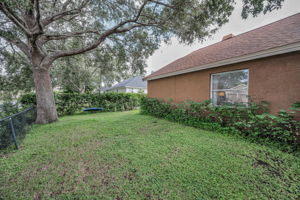 Backyard3