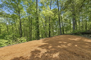 Blank Canvas...Cornhole?  Horseshoes? Garden?  Steps away a large flat space