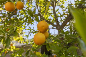  Photo 40
