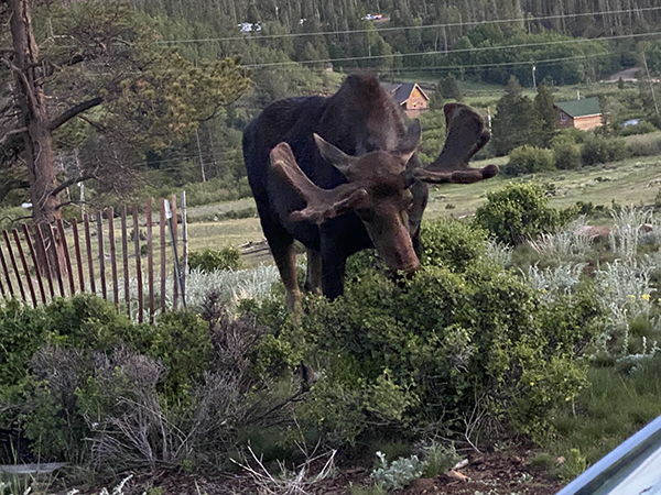 408 Navajo Rd, Red Feather Lakes, CO 80545, USA Photo 30