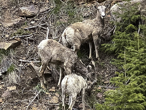 408 Navajo Rd, Red Feather Lakes, CO 80545, USA Photo 33