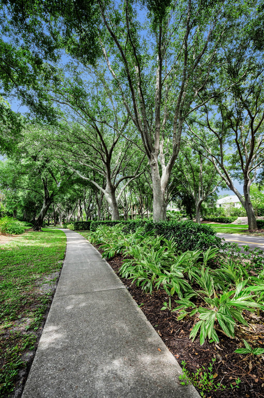 32-Tree lined Streets