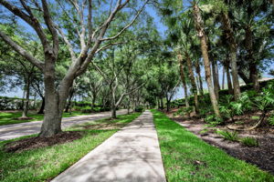 30-Tree lined Streets