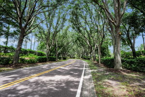 31-Tree lined Streets