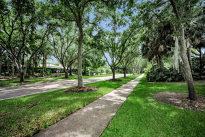 33-Tree lined Streets