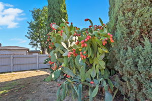  Photo 35