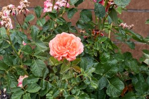  Photo 30