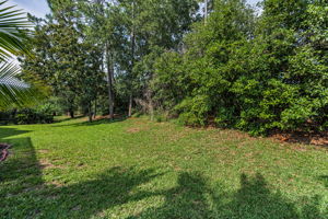 Backyard3