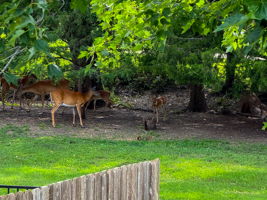  Photo 44