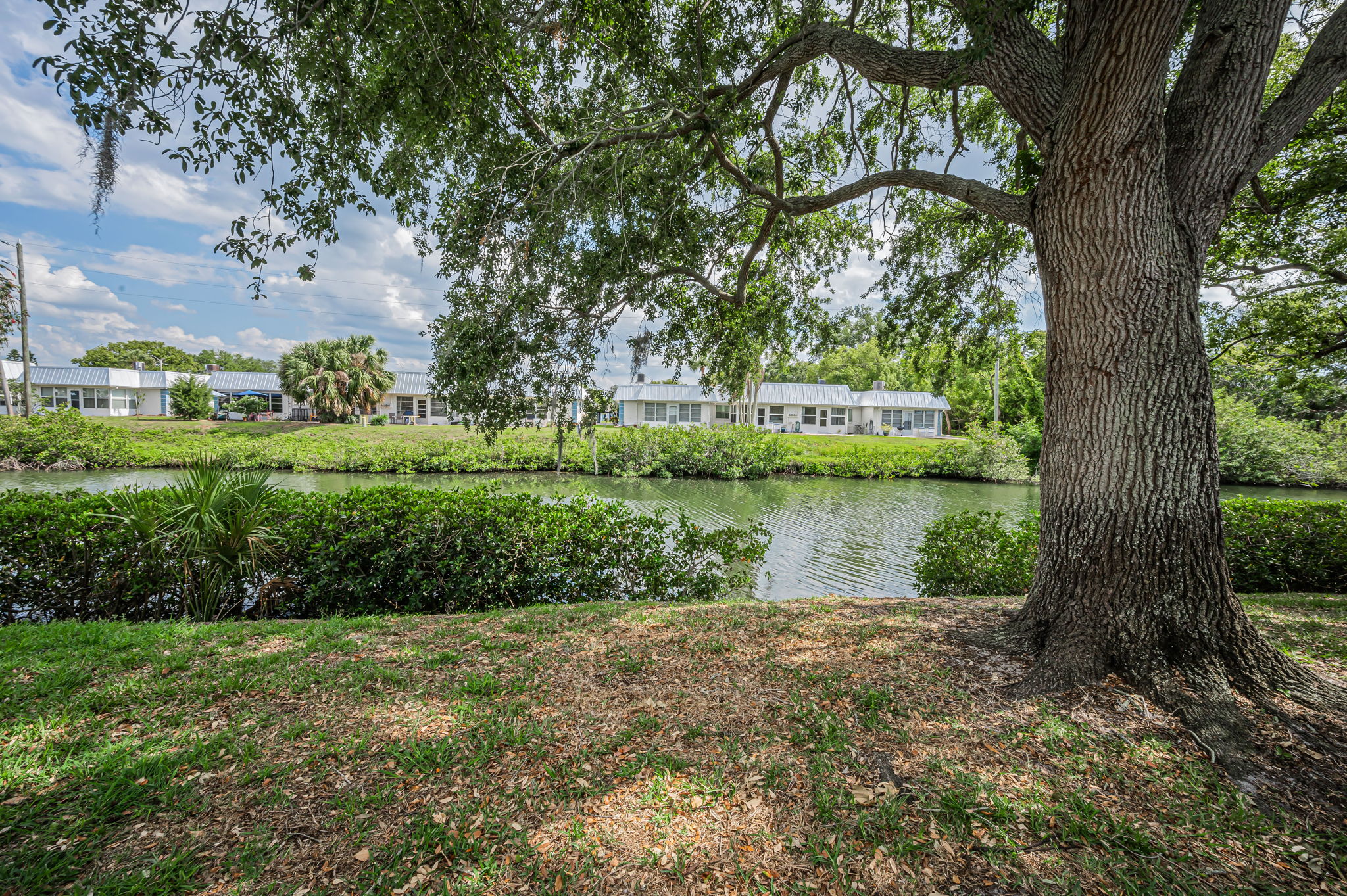 Backyard2