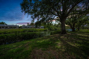 Backyard4