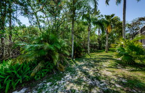 Backyard 3