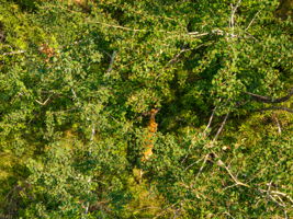  Photo 62