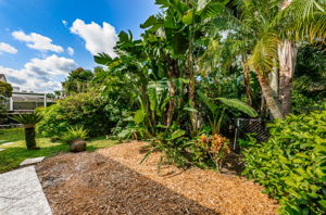 Backyard3
