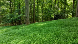  Photo 49