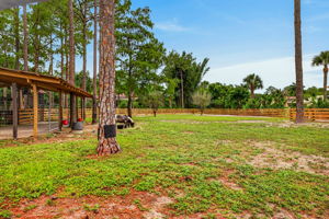 Backyard 5