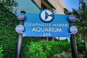 11-Clearwater Marine Aquarium