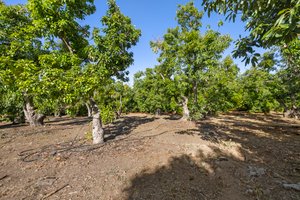 Avocado Grove