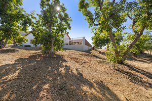 Avocado Grove
