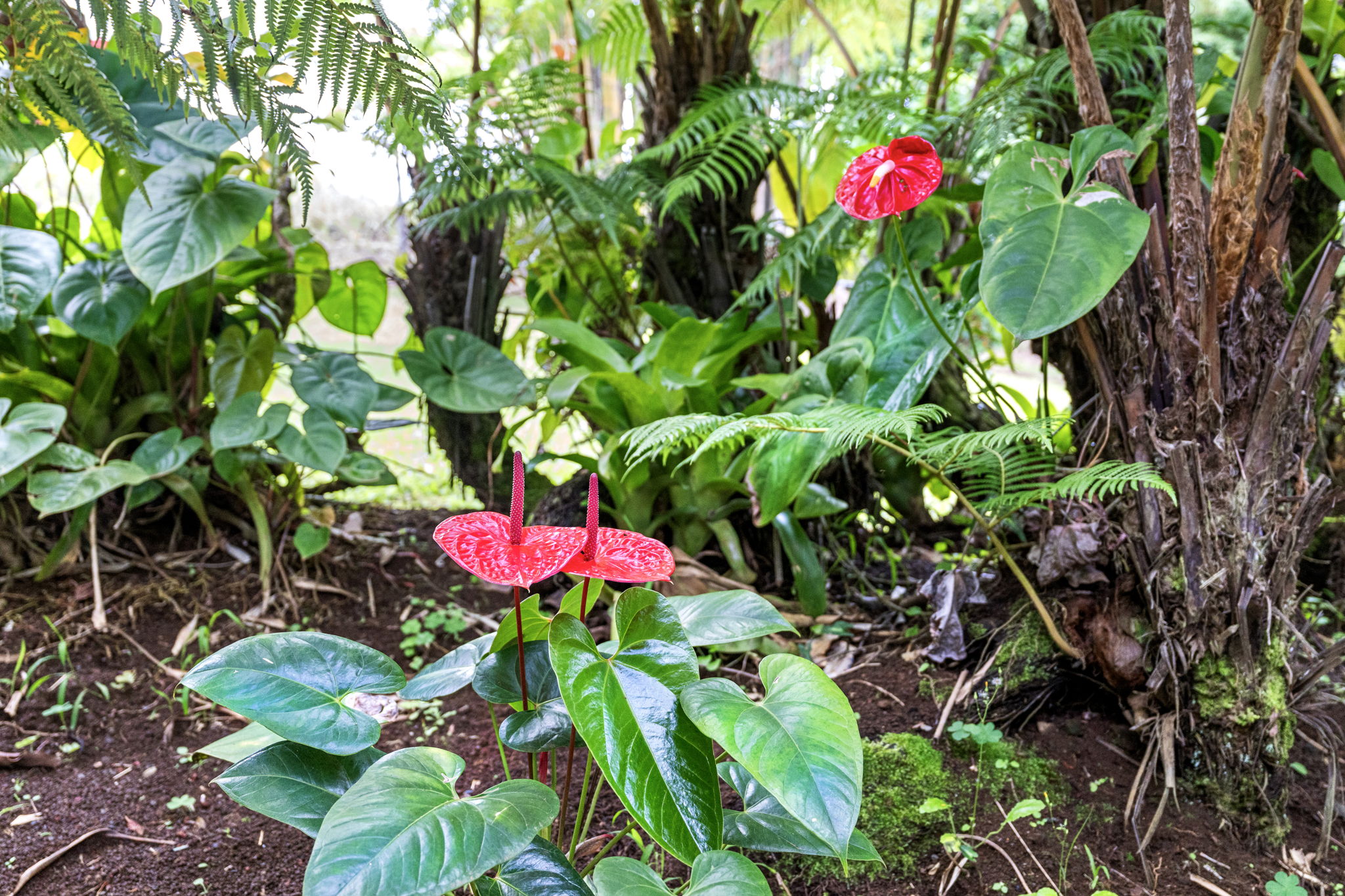 Yard Antherium Garden 1