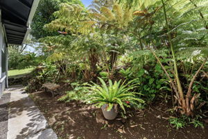 Yard Antherium Garden 2