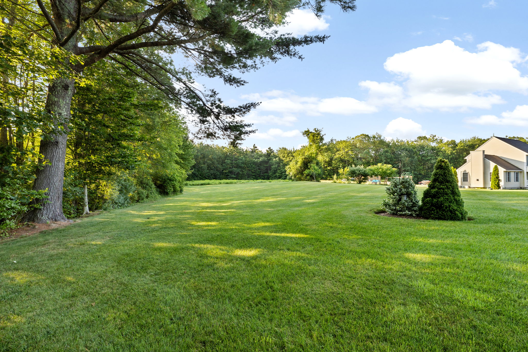 Back Yard I