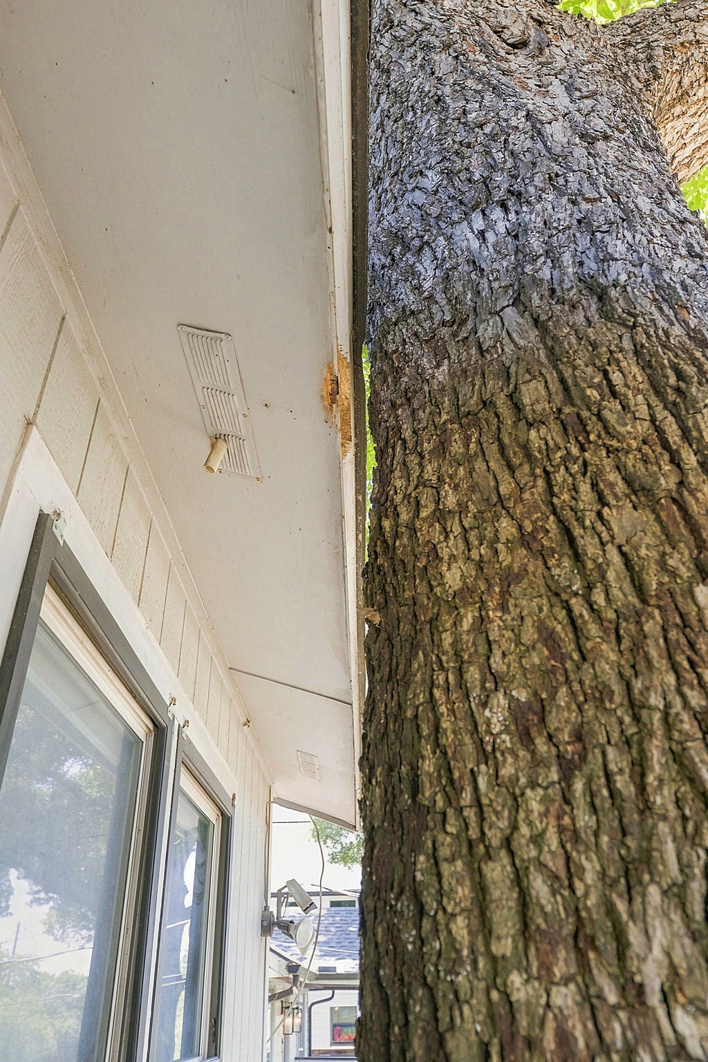 Check with the City about building options.  This pecan was likely self-planted. It provides great shade but ...