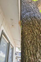 Check with the City about building options.  This pecan was likely self-planted. It provides great shade but ...